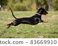 Dachshund dog running and jumping 83669910