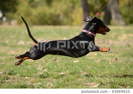 Dachshund dog running and jumping Dachshund dog running and jumping 83669910