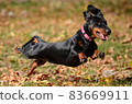 Dachshund dog running and jumping 83669911