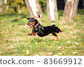 Dachshund dog running and jumping 83669912