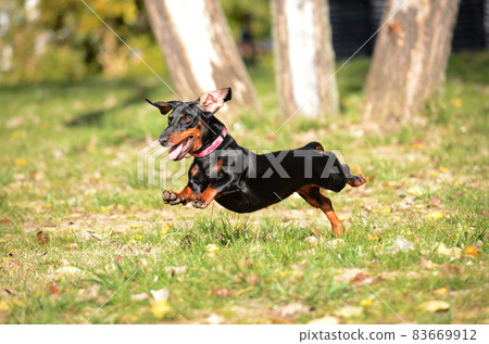 Dachshund dog running and jumping Dachshund dog running and jumping 83669912