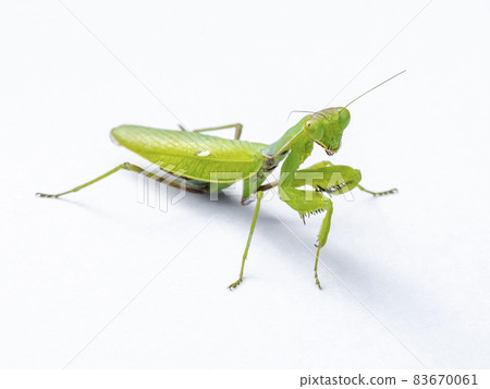 在白色背景上的 Hierodula patellifera 83670061