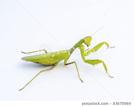 在白色背景上的 Hierodula patellifera 在白色背景上的 Hierodula patellifera 83670069