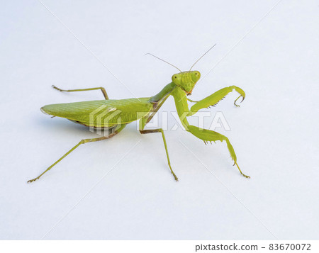 在白色背景上的 Hierodula patellifera 83670072