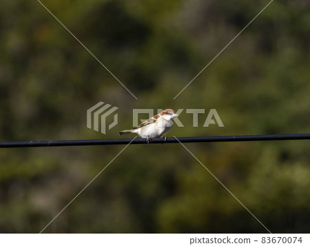 Russet sparrow perching on an electric wire Russet sparrow perching on an electric wire 83670074