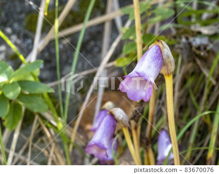 Nambangisel花 83670076