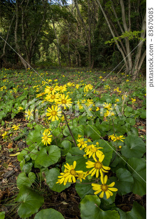 Zwabuki黃色花 Zwabuki黃色花 83670085