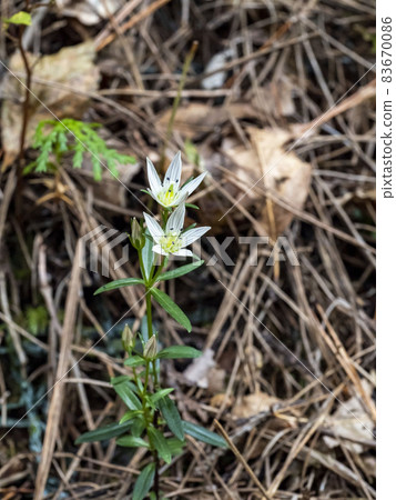 大會之花 大會之花 83670086