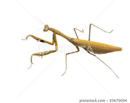 在白色背景上的 Statilia maculata 在白色背景上的 Statilia maculata 83670094