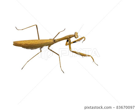 在白色背景上的 Statilia maculata 83670097