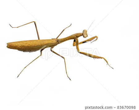 在白色背景上的 Statilia maculata 83670098