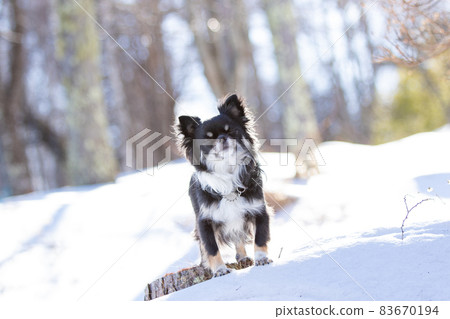 一頭黑色長外套奇瓦瓦坐在白雪皚皚的森林裡等待主人的指示 83670194