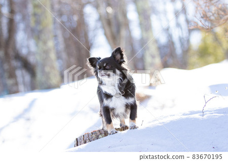 一頭黑色長外套奇瓦瓦坐在白雪皚皚的森林裡等待主人的指示 一頭黑色長外套奇瓦瓦坐在白雪皚皚的森林裡等待主人的指示 83670195