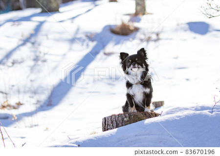 一頭黑色長外套奇瓦瓦坐在白雪皚皚的森林裡等待主人的指示 一頭黑色長外套奇瓦瓦坐在白雪皚皚的森林裡等待主人的指示 83670196