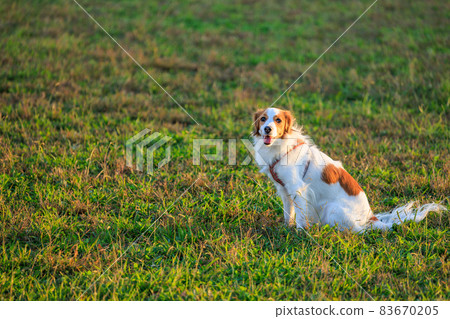 一隻坐著等待主人指示的狗 83670205