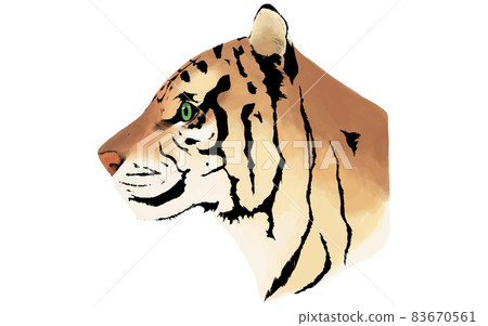 tiger profile drawing