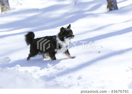 A long black coat Chihuahua running around in a snowy forest 83670791