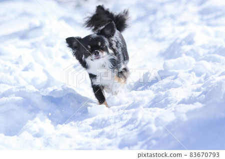 A long black coat Chihuahua running around in a snowy forest 83670793