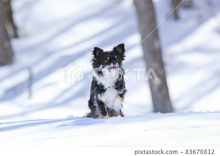 長外套奇瓦瓦坐在白雪皚皚的森林裡等待主人的指示 83670812