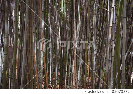 茂密的竹子背景 83670872