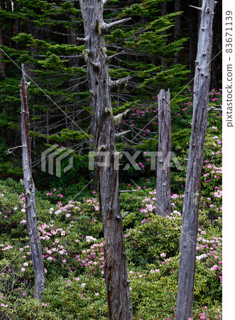 Rhuodendron-rhododendron種族社區Oku Chichibu / Cross Pass 83671139