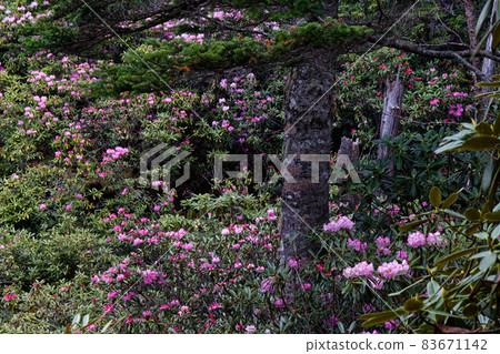 Rhododendron-rhododendron racial community of Oku Chichibu / Cross Pass Rhododendron-rhododendron racial community of Oku Chichibu / Cross Pass 83671142