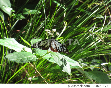 Butterfly pictures Butterfly pictures 83671175