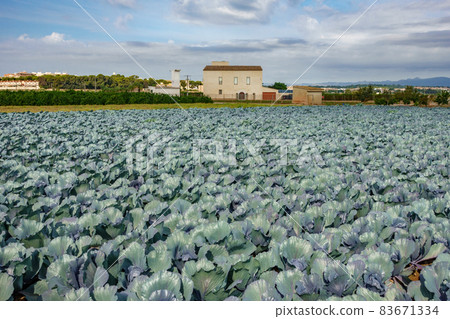 Cabbage plantation and house Cabbage plantation and house 83671334
