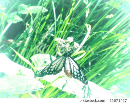 Beautiful butterfly photo 83671427