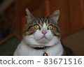 Cat Munchkin img6508 Kanroku 83671516