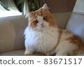 Cat Sukoman img6585 Relax 83671517