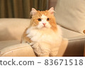 Cat Sukoman img6560 Here's my place 83671518