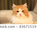 Cat Sukoman img6574 Here my place 83671519
