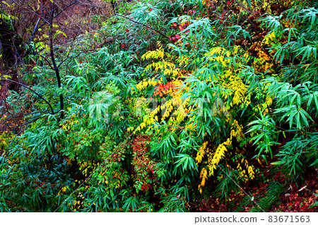 [Gunma] Autumn Ikaho, a plant with autumn leaves 83671563