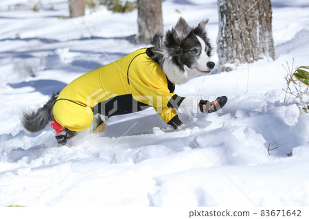 Border Collie enjoying the snow in winter clothes in the snowy mountains Border Collie enjoying the snow in winter clothes in the snowy mountains 83671642