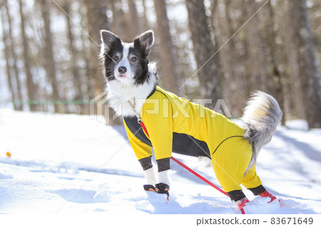Border Collie enjoying the snow in winter clothes in the snowy mountains Border Collie enjoying the snow in winter clothes in the snowy mountains 83671649
