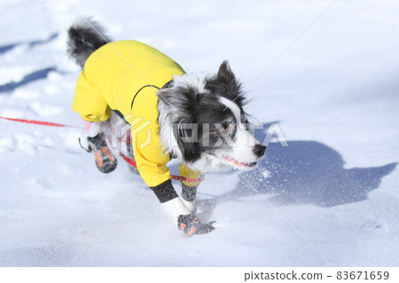 Border Collie enjoying the snow in winter clothes in the snowy mountains Border Collie enjoying the snow in winter clothes in the snowy mountains 83671659