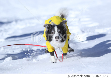 Border Collie enjoying the snow in winter clothes in the snowy mountains Border Collie enjoying the snow in winter clothes in the snowy mountains 83671667