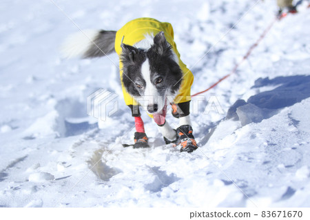 Border Collie enjoying the snow in winter clothes in the snowy mountains Border Collie enjoying the snow in winter clothes in the snowy mountains 83671670