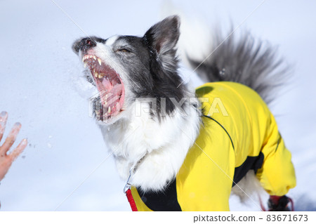 Border Collie enjoying the snow in winter clothes in the snowy mountains 83671673