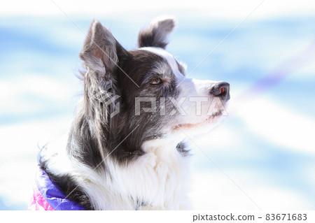 Border Collie enjoying the snow in winter clothes in the snowy mountains Border Collie enjoying the snow in winter clothes in the snowy mountains 83671683