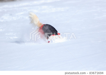 Border collie buried in a snowy field Border collie buried in a snowy field 83671694