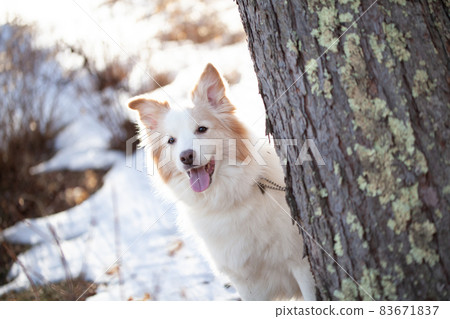 Border Collie waiting for owner's instructions in a snowy forest Border Collie waiting for owner's instructions in a snowy forest 83671837