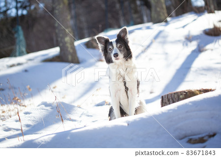 Border Collie waiting for owner's instructions in a snowy forest Border Collie waiting for owner's instructions in a snowy forest 83671843