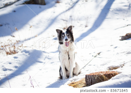 Border Collie waiting for owner's instructions in a snowy forest 83671845
