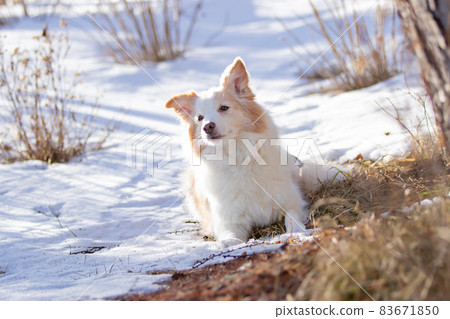 Border Collie waiting for owner's instructions in a snowy forest Border Collie waiting for owner's instructions in a snowy forest 83671850
