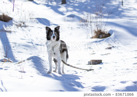 Border Collie waiting for owner's instructions in a snowy forest Border Collie waiting for owner's instructions in a snowy forest 83671866