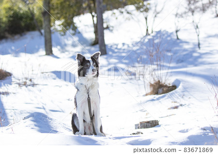 Border Collie waiting for owner's instructions in a snowy forest Border Collie waiting for owner's instructions in a snowy forest 83671869