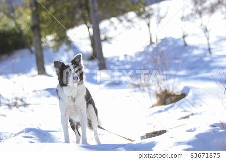Border Collie waiting for owner's instructions in a snowy forest 83671875
