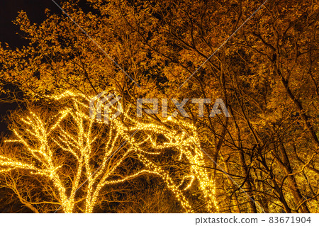 Illuminations of Musashi Kyuryo Forest Park, Saitama Prefecture 83671904